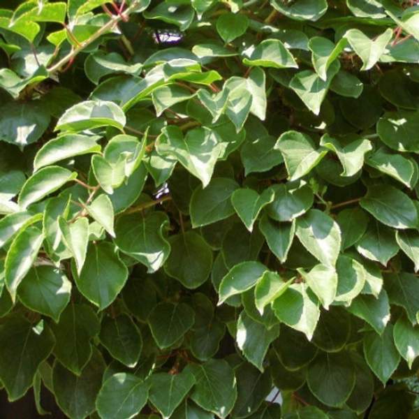 Актинидия Аргута