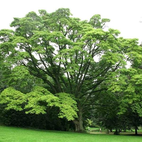 Амурское пробковое дерево