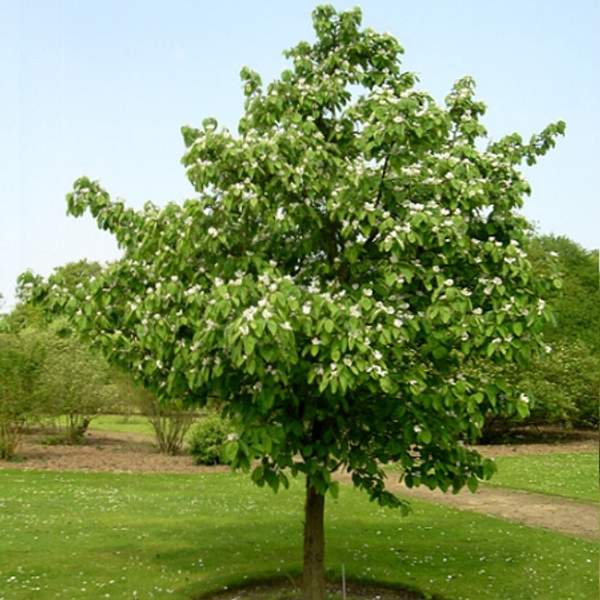 Айва обыкновенная