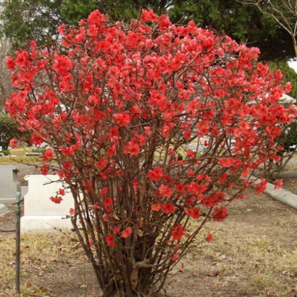 Айва японская