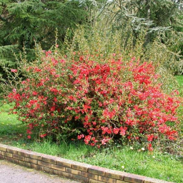 Айва японская низкая