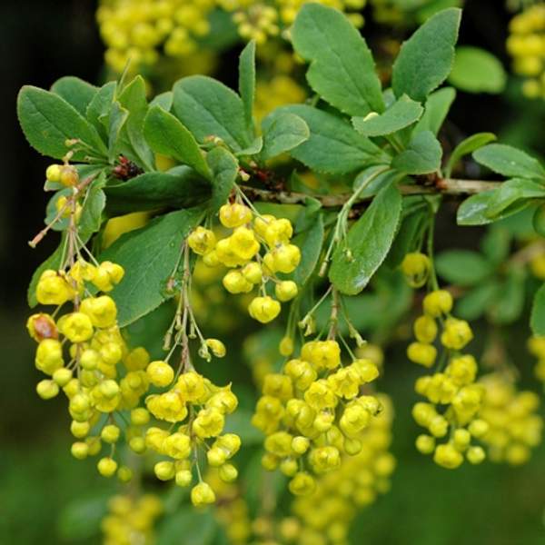 Барбарис обыкновенный