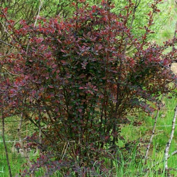 Барбарис оттавский Аурикома