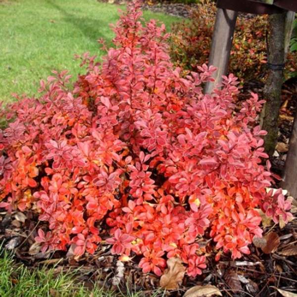 Барбарис тунберга Адмирейшн