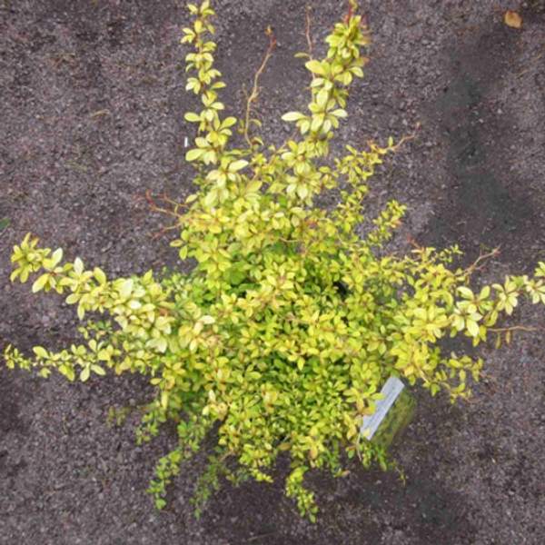 Барбарис тунберга Голден Дрим