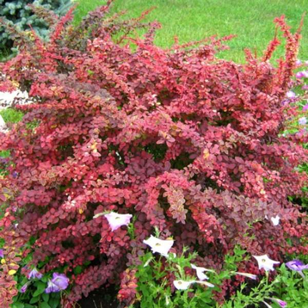 Барбарис тунберга Голден Ринг