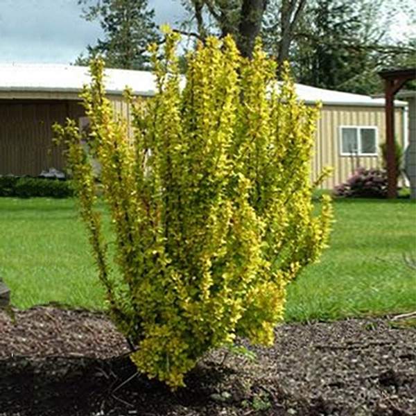 Барбарис тунберга Голден Рокет