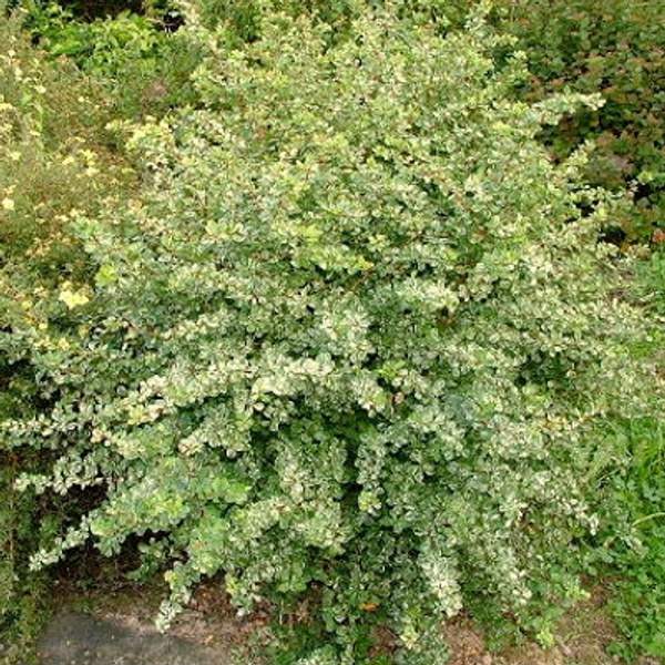 Барбарис тунберга Грин Орнамент