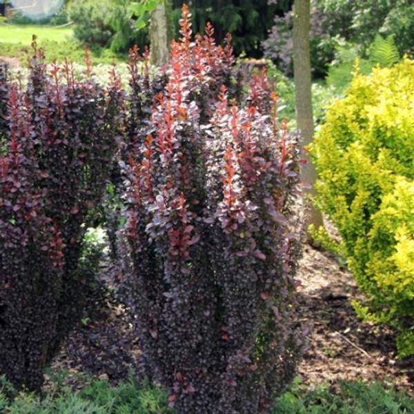 Барбарис тунберга Хелмонд Пиллар