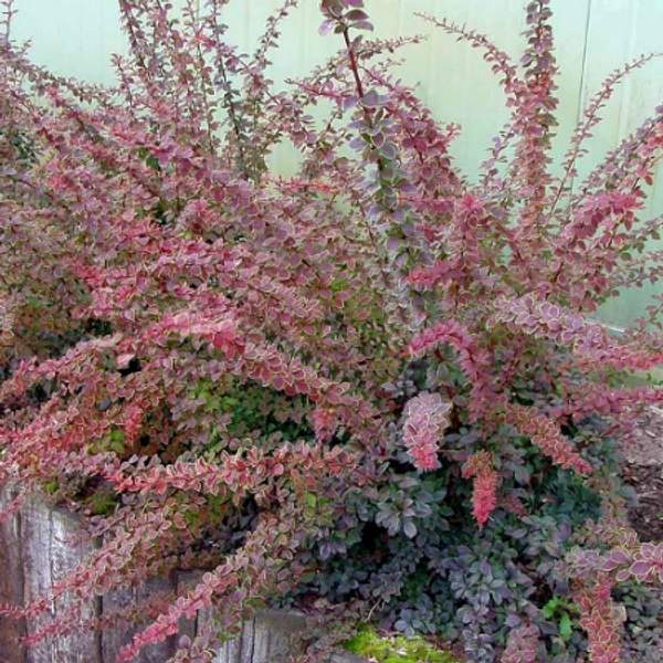 Барбарис тунберга Коронита