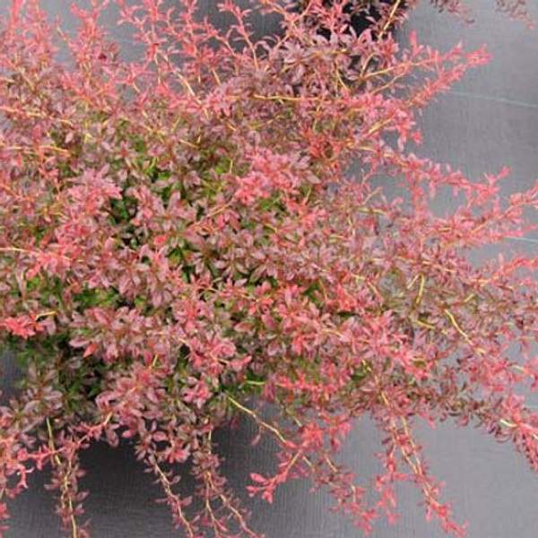 Барбарис тунберга Оранж Дрим