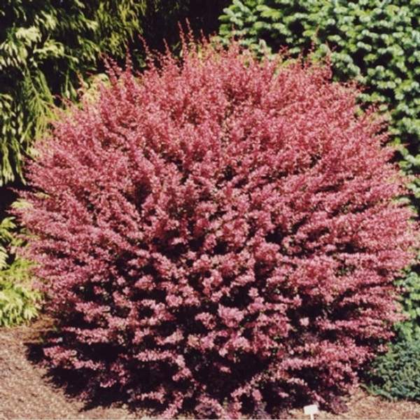 Барбарис тунберга Пинк Куин