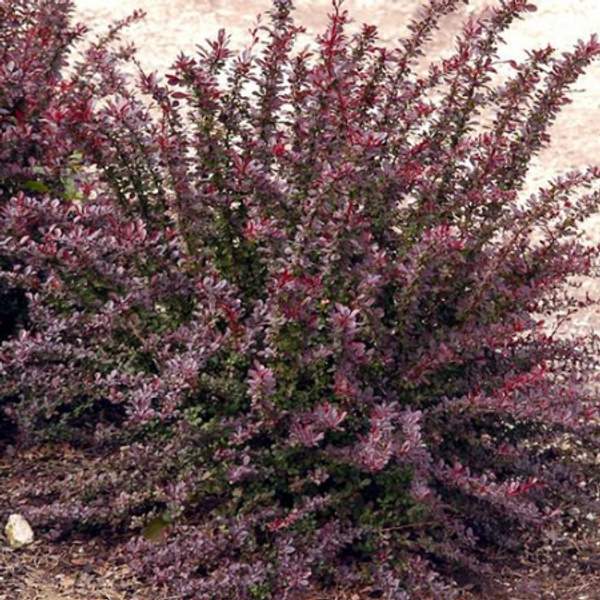 Барбарис тунберга Ред Чиф