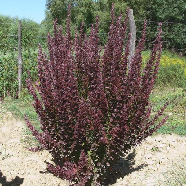 Барбарис тунберга Ред Рокет