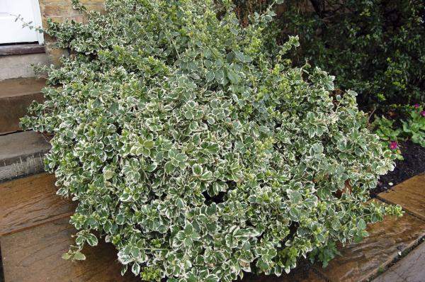 Бересклет бордюрный (2 вида-с белой и желтой каймой)