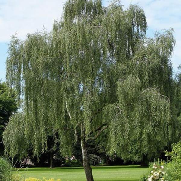 Береза бородавчатая