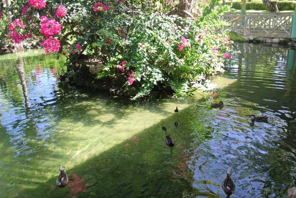 Биопрепарат Био-плюс для шоковой очистки прудов и водоёмов.