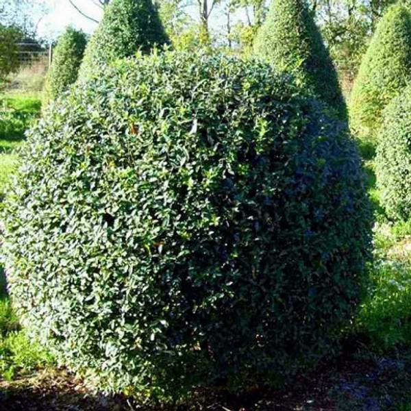 Бирючина обыкновенная