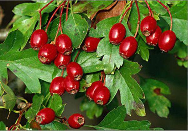 Боярышник кроваво-красный(Crataegus sanguinea)