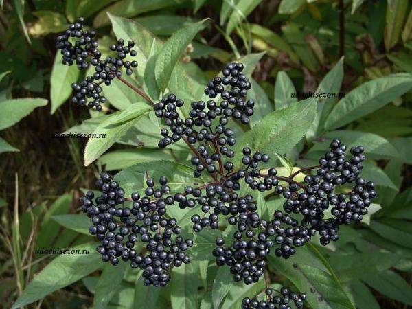 Бузина черная