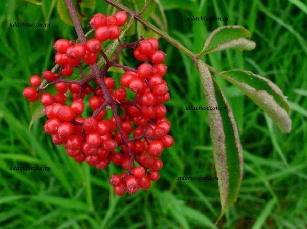 Бузина красная