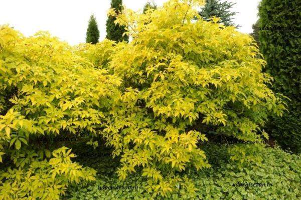 Бузина золотистая