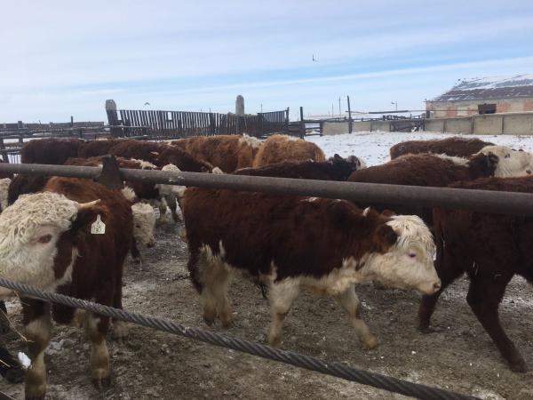 Бычки казахской белоголовой породы