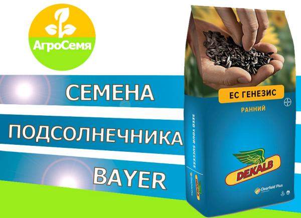 Cемена подсолнечника Гибриды ес хадсон су (Байер)