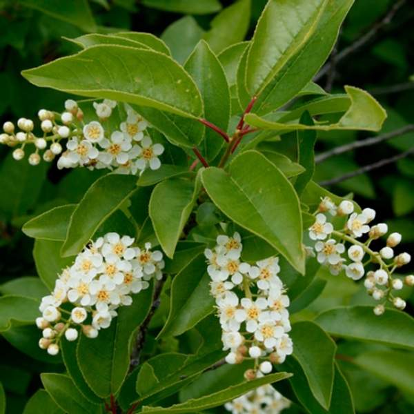 Черемуха виргинская