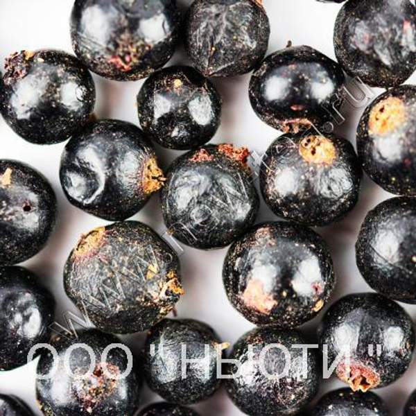 Черная смородина сублимированная целая