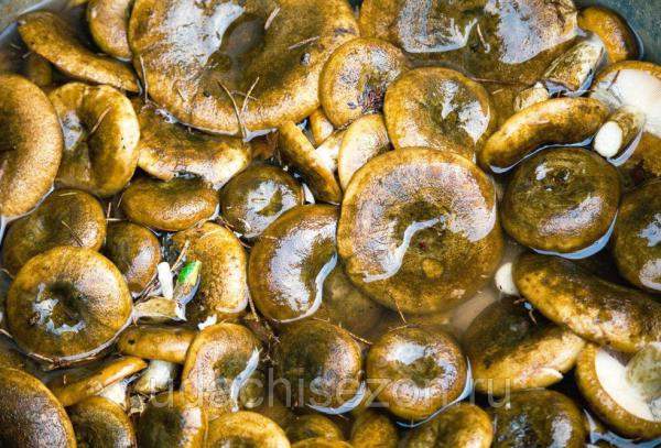 Черный груздь