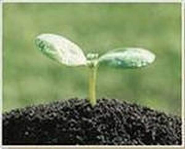 Чернозем в мешках и валом в Нижнем Новгороде