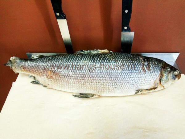 Чир свежемороженый (Тикси) №3