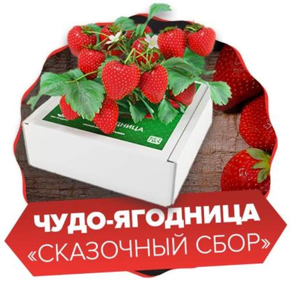 Чудо-ягодница Сказочный сбор