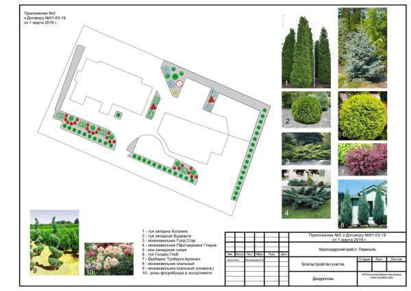 Дендроплан