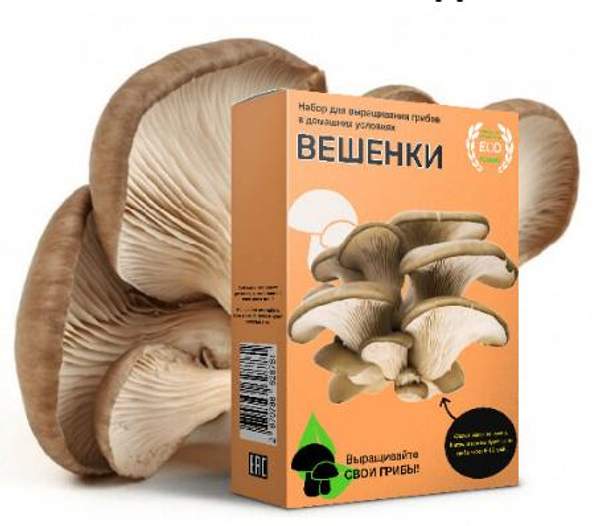 Домашняя грибница