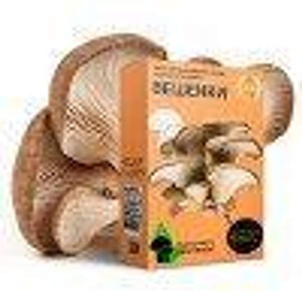 Домашняя грибница вешенки