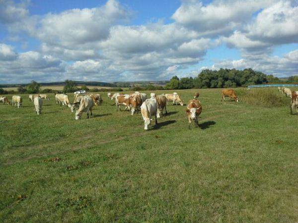 Дойные коровы черно-пестрой / симментальской породы.