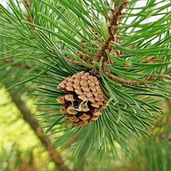 Эфирное масло сосны 10 мл.