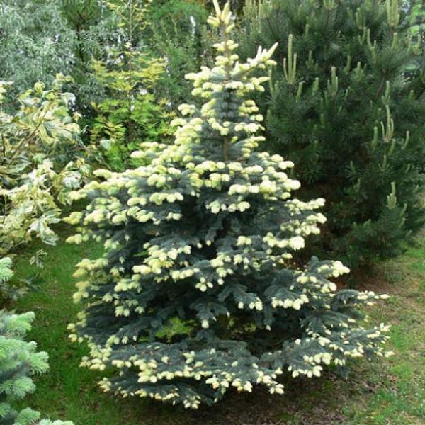 Ель колючая Белобок