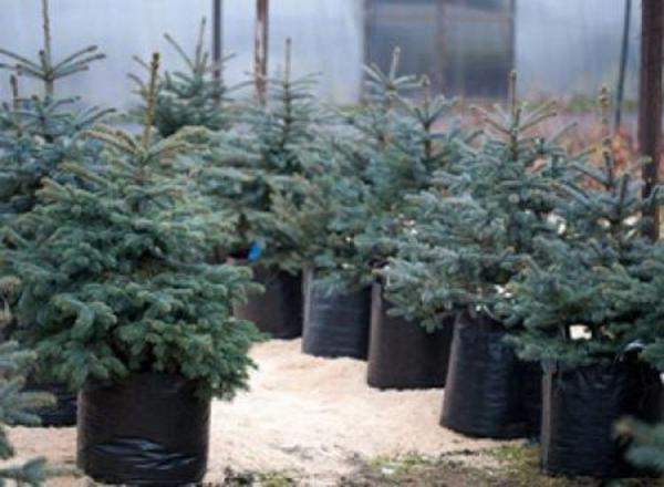 Ель колючая голубая