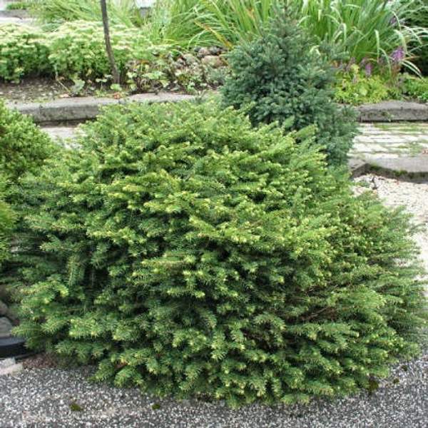 Ель обыкновенная Нидиформис