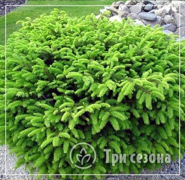 Ель обыкновенная "Нидиформис"