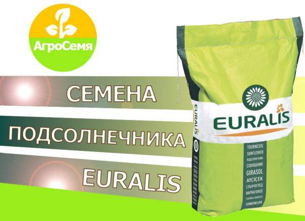 Ес арамис Семена гибрида подсолнечника Евролайтинг