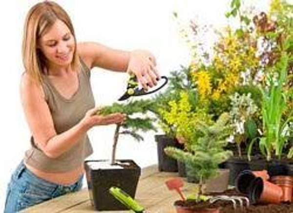 Флористика