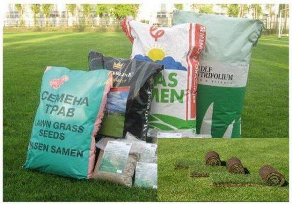 Газонная трава