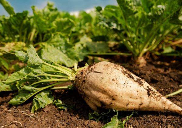 Гербицид Арбитр, СП