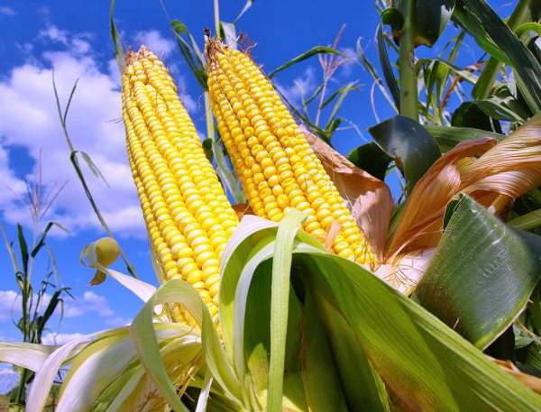 Гербицид Базис, СТС