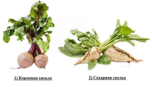 Гербицид Бельведер, СЭ