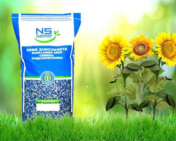 Гибридные семена подсолнечника НС Х 630 Вилор ( НОВИ САД) СЕРБИЯ